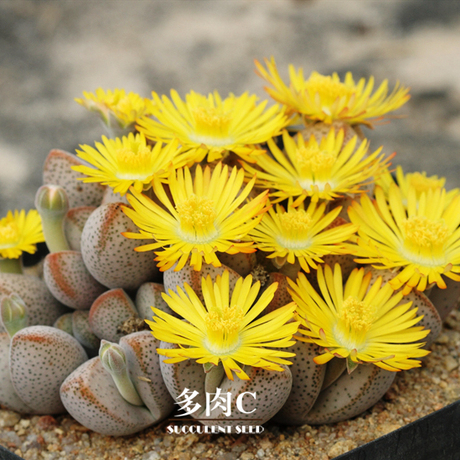 多肉c-种子 春桃玉属 dinteranthus puberulus