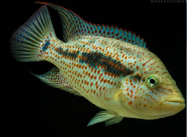 南美慈鲷血钻麒麟苗 大型观赏鱼 鱼苗批发 大型热带活体美雕新品