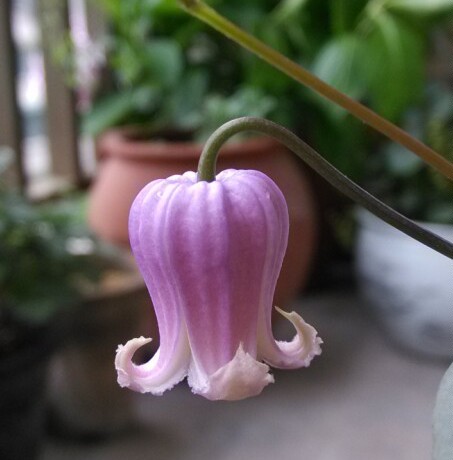 二淘铁线莲 天使舞裙(一加仑大苗240)