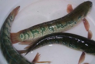 七星鱼鱼苗批发,月鳢,月鳢鱼苗批发 活体淡水养殖鱼苗批发