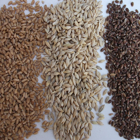 2016年新小麦草种子 大麦草种子 黑小麦草种子 搭配套餐 各500克