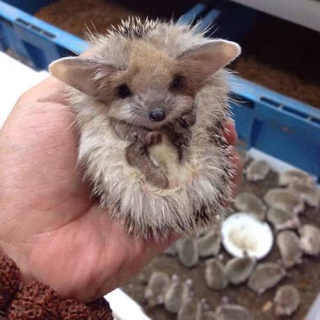 大耳刺猬长耳刺猬活体刺猬宝宝