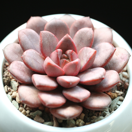 壹分皿 多肉植物红葡萄多肉 景天科肉肉植物办公室迷你盆栽绿植