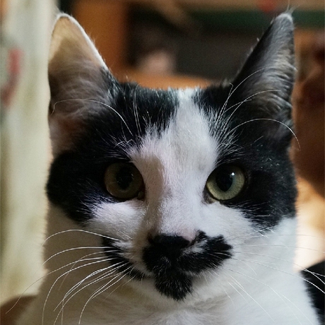 【幼猫领养】猫咪明信片19号:小希特,黑白小花脸---已领养