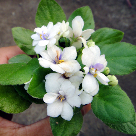 爱逛街为您找到紫罗兰盆栽花苗相关的宝贝,您可以在下面的板块中挑选