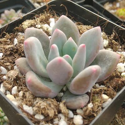 12星座系列 处女座 进口多肉植物 创意盆栽