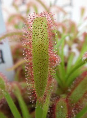 食虫植物—爱心茅膏菜