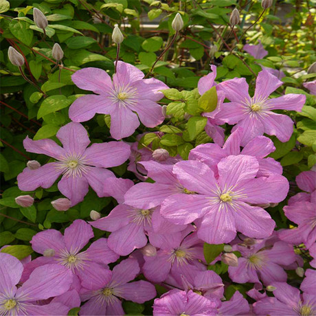 铁线莲包查德伯爵夫人