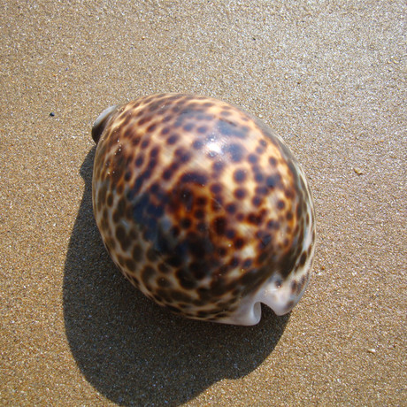 虎斑贝 9cm 海螺贝壳收藏标本 家居摆件精美礼品鱼缸布景diy