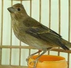 

Другие Northeast bird encyclopedia MP3