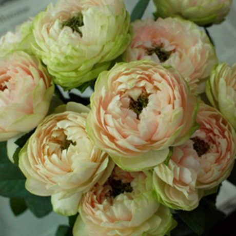 现货 新品日本 月季 魔果.魔果 モコ.モコ 大苗 强香 抗病性好