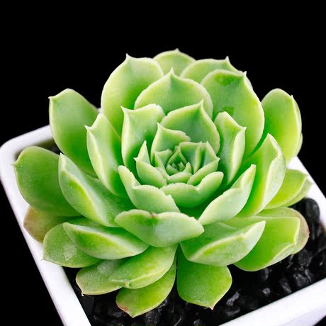 z一宅一花【财路】多肉植物 景天科 易养护 不含花盆 桌面绿植