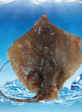 青岛野生老板鱼新鲜板鱼鲜活孔鳐鱼冰鲜海鱼琵琶鱼1条1斤以上