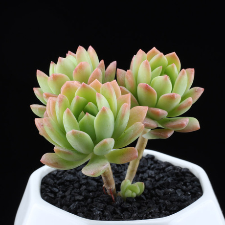 多肉植物盆栽 肉肉 室内盆栽防辐射 顶部红色 三头老桩 马库斯