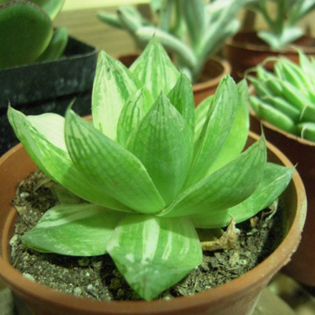 宝草 多肉植物盆栽 水晶莲水晶掌宝草玉露十二卷属多肉 满18包邮