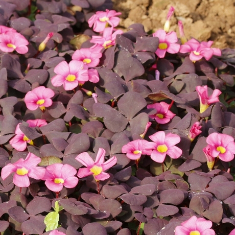 【花儿花圃】冬春开花紫叶芙蓉酢浆草完整植株发货包活包对版大花