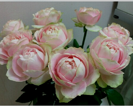 花思雨 日系超新品月季:魔果魔果(モコ.モコ)