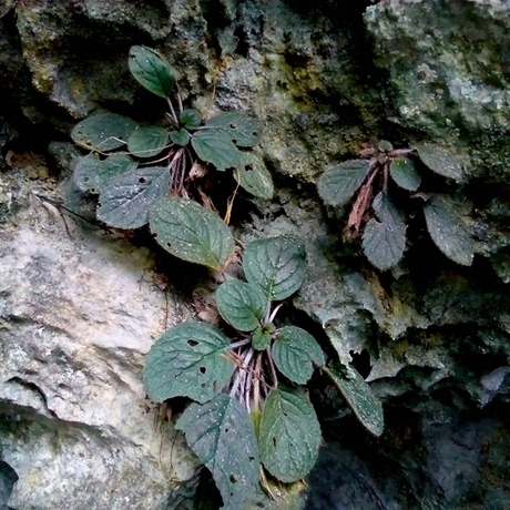 广西珍稀野生 苦苣苔 稀有品种花卉植物盆栽