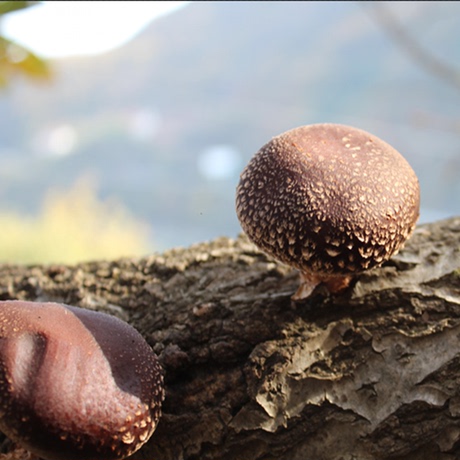 爱逛街为您找到神农架野生香菇相关的宝贝,您可以在下面的板块中挑选