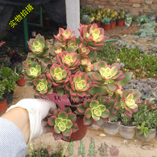 【多肉植物艳日辉老桩】_鲜花速递_多肉植物艳日辉老桩图片_价格 - 淘宝网