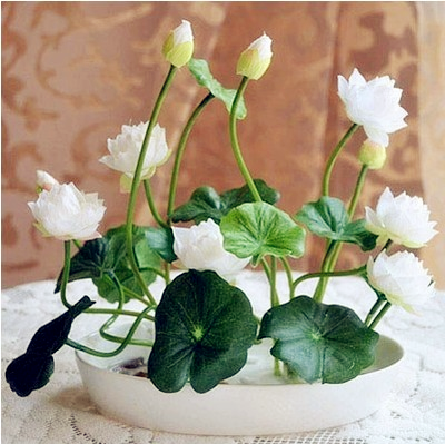 

Семена Cloud flower gardening
