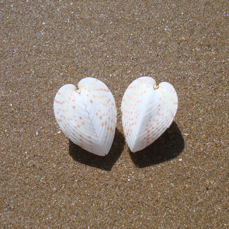 鸡心蛤爱心蛤 天然海螺贝壳 情人七夕生日礼物 心心相印螺贝收藏