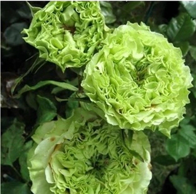 欧月 超级绿/绿色舞裙 绿色大花品种 单独下单1区