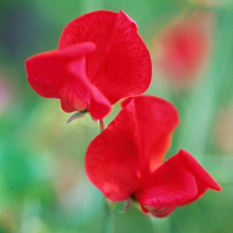 花豌豆香豌豆花 香豌豆混色白色红色紫色散装花卉种子盆栽易种