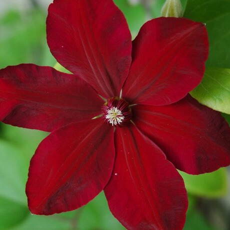 藤本皇后铁线莲"中国红"clematiswesterplatte