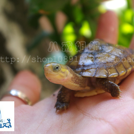 中华草龟活体外塘草龟苗活体大青龟苗活体高高级草龟