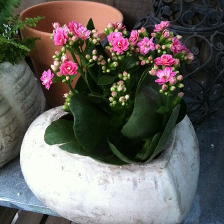 重瓣长寿花(粉红菲菲,最新更新实物照片!满头花苞)