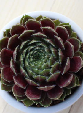 迷你卷娟 多肉植物组 办公室内防辐射净化空气绿植盆栽