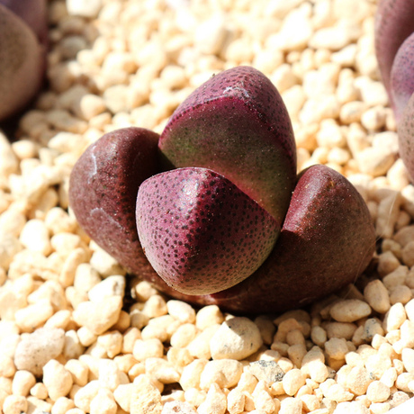 包邮 多肉植物番杏科生石花红帝玉1-1.5cm办公室桌面盆栽创意植物