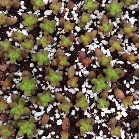 多肉植物 小苗 赤豆 白石 办公室 有根 新手必入 特价爆款 奇趣