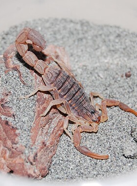 蝎子 巴西金幽灵蝎tityus stigmurus,ts 单性繁殖 2l