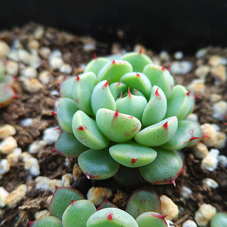 多肉植物景天科擬石蓮花屬 老紅姬蓮 echeveria nimima 3釐米大