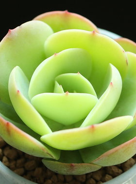 【盆栽花卉】_肉肉绿植图片_办公室绿植价格_搭配分享 - 爱逛街