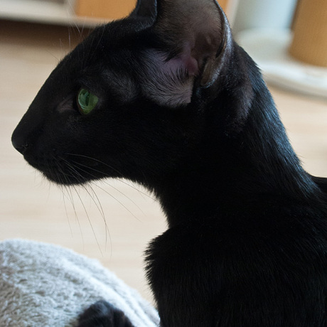 「大胆儿家的暹罗猫」纯黑色 东方短毛猫 猫妈 尼克斯 nyx