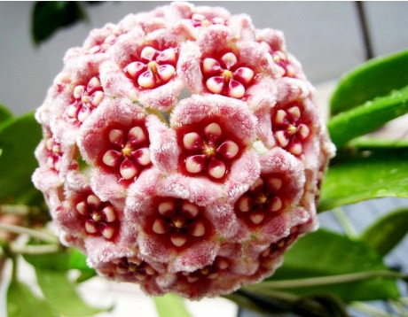 高档品种 盆栽球兰花苗 球兰花苗 精品大花球兰苗 多花球兰花