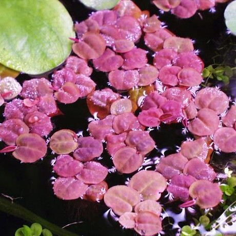 水生植物- 红毛丹 浮萍