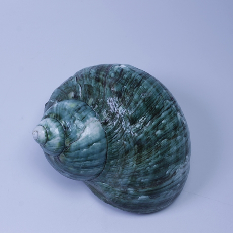 海螺贝壳珊瑚标本 天然绿蝾螺工艺品摆件大号鱼缸装饰