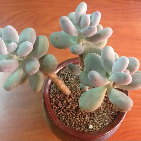 网站地图 桃美人 多肉植物 韩国进口 单头 出售 家