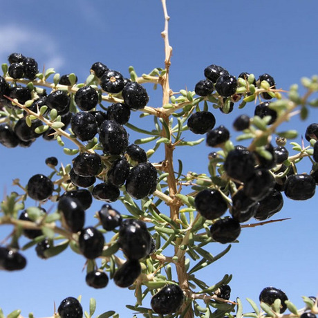 【黑枸杞】_野生黑枸杞图片_野生枸杞价格_搭配分享 - 爱逛街