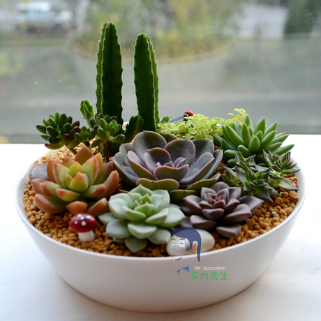 多肉植物盆栽组合 绿植 盆景 创意植物盆栽 教师节礼物