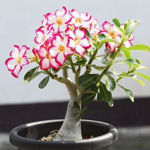 

Flower gardening