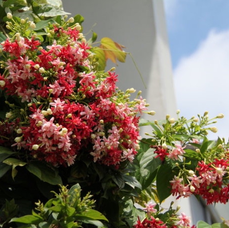 庭院爬藤植物重瓣使君子 水君子使君子新品变种 花多香浓花期长!