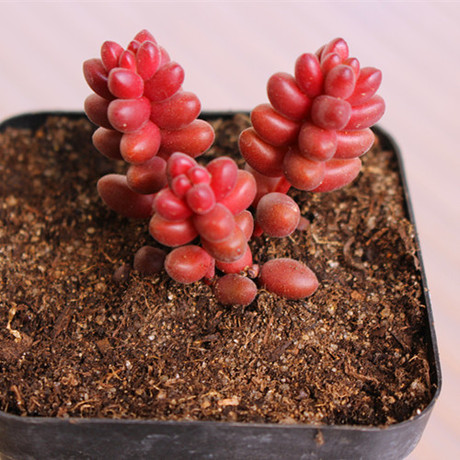 多肉植物 珊瑚珠 小老桩实物图