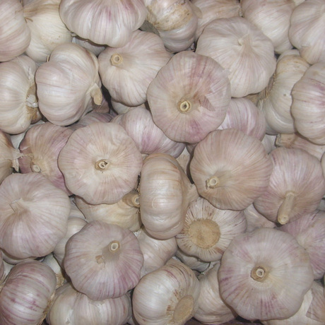 爱逛街为您找到大头蒜相关的宝贝,您可以在下面的板块中挑选喜欢的