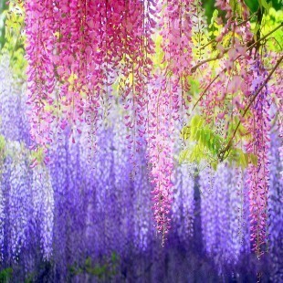 

Семена Colorful flower square 3