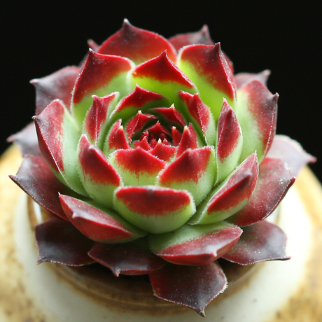 壹分皿 多肉植物稀有长生草柔情景天科多肉 肉肉植物花卉绿植盆栽